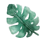 monstera leaf 2